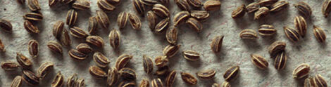 Saving Celery and Celeriac Seeds Image